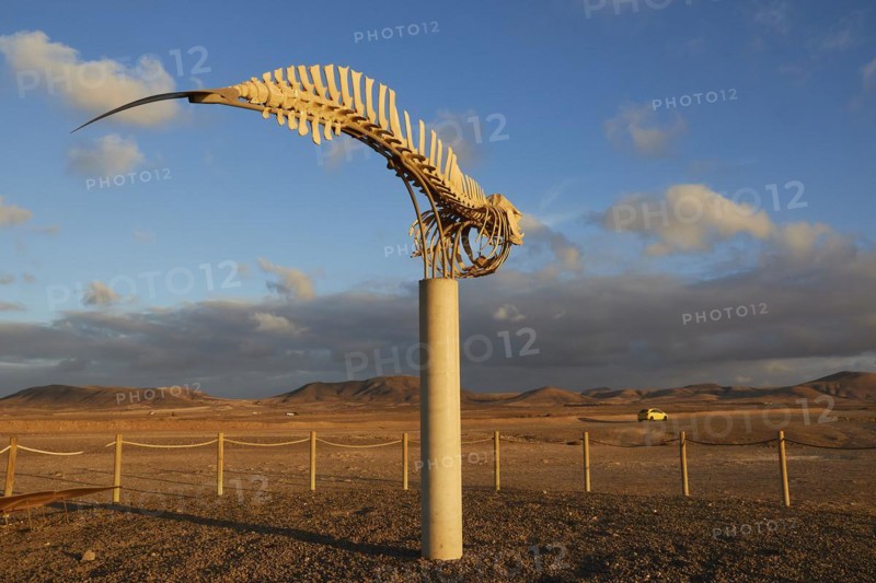 Whale skeleton