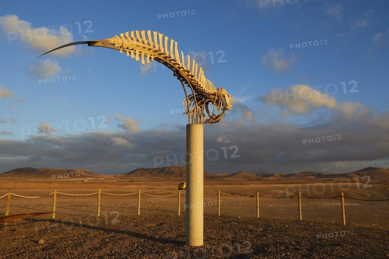 Whale skeleton