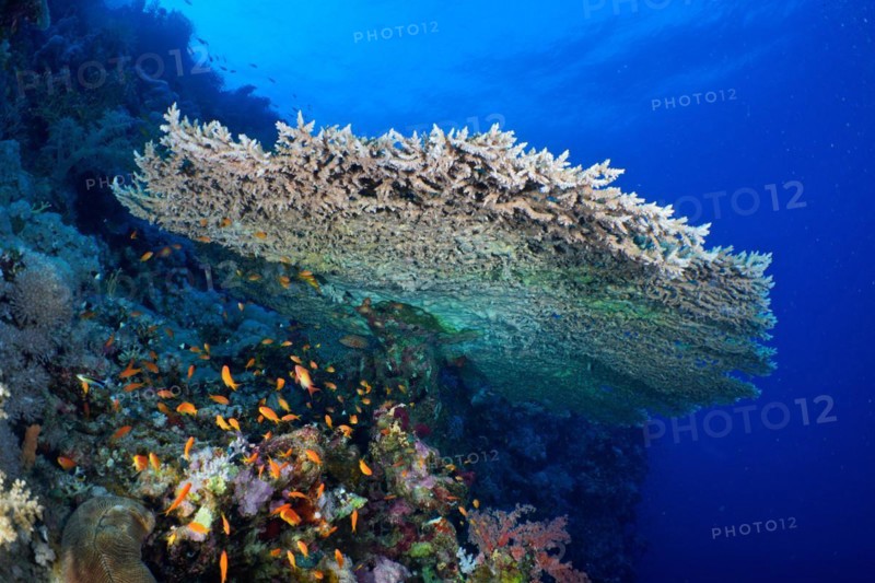 Pharaohs coniferous coral