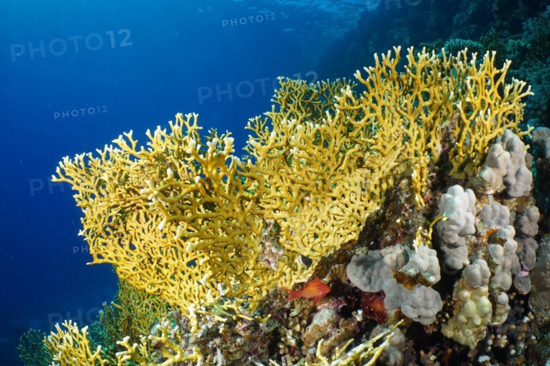 Net fire coral