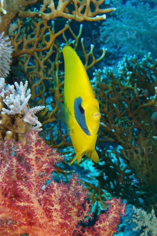 Portrait of bluecheek butterflyfish