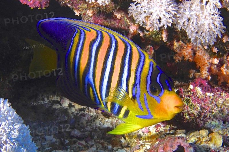 Royal angelfish