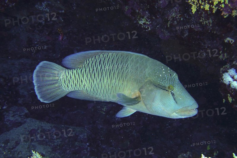 Humphead wrasse