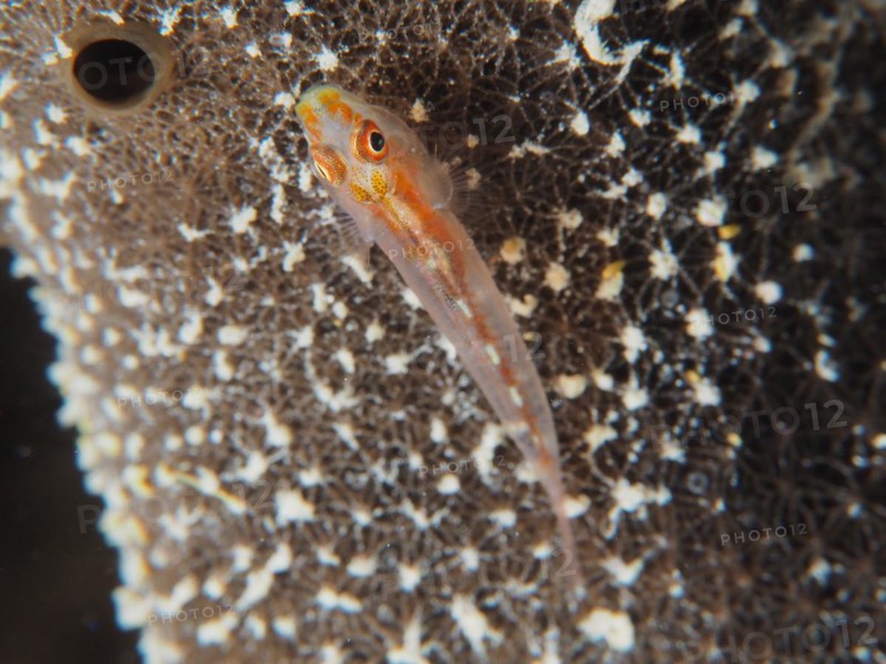 Mozambique toothy goby