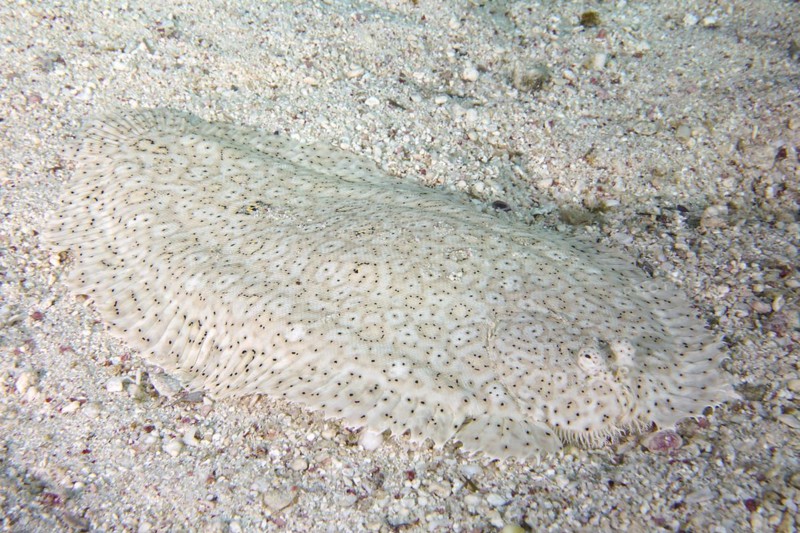 Finless sole