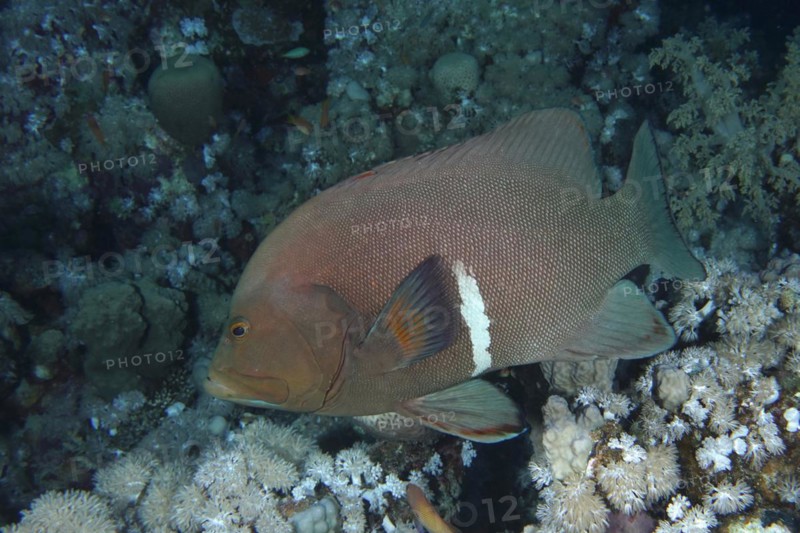 Redmouth grouper