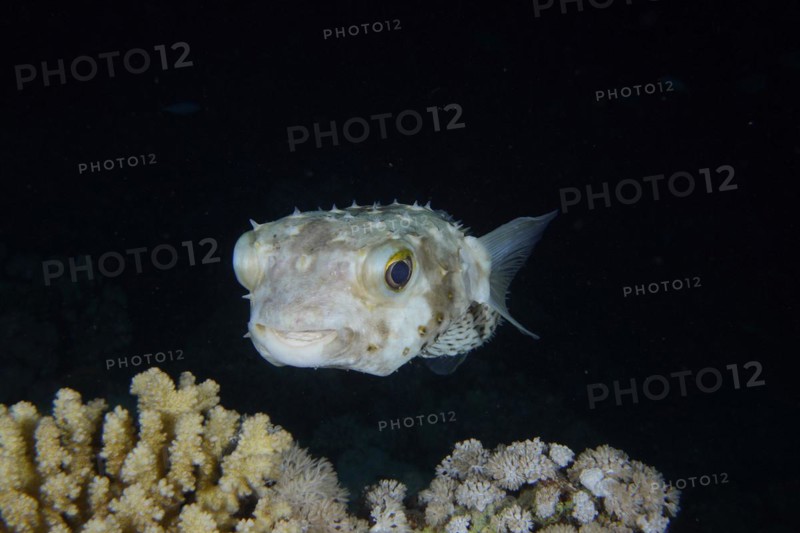 Spotbase burrfish