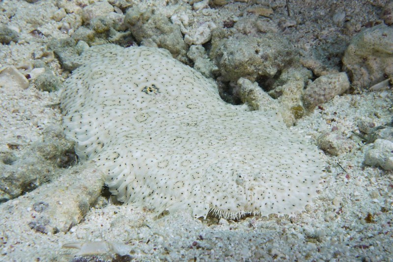 Finless sole