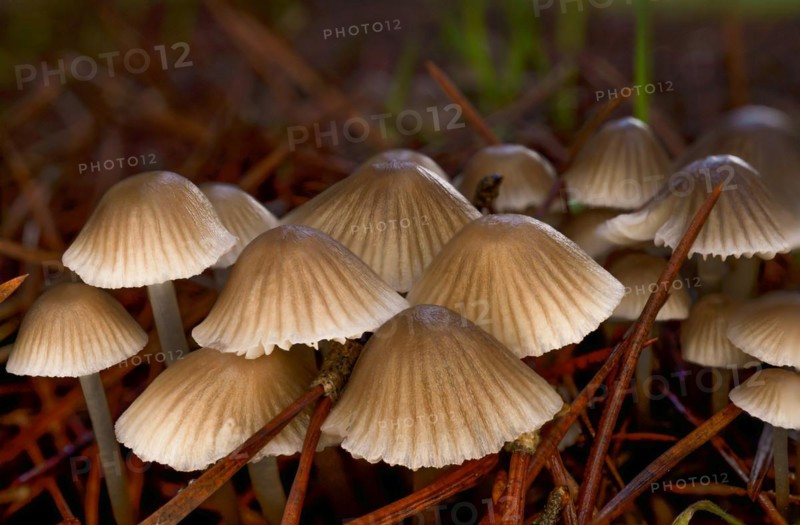 Macro close-up of a group of brown mushrooms