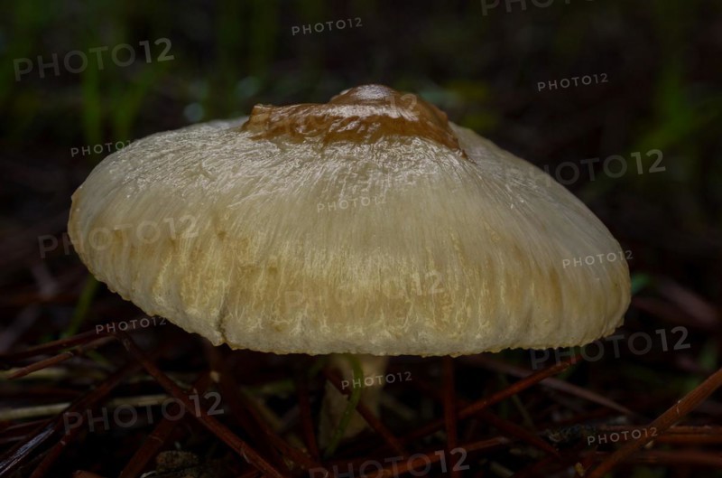 Close-up macro shot of a brown mushroom