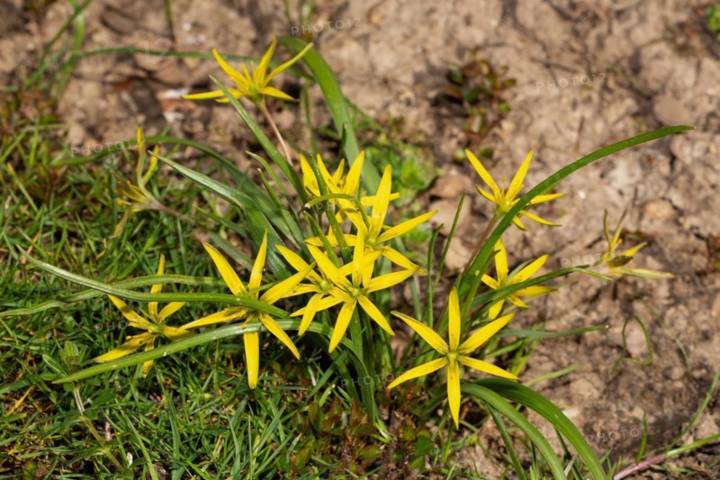 Meadow yellow star cane with green leaves and many open yellow flowers