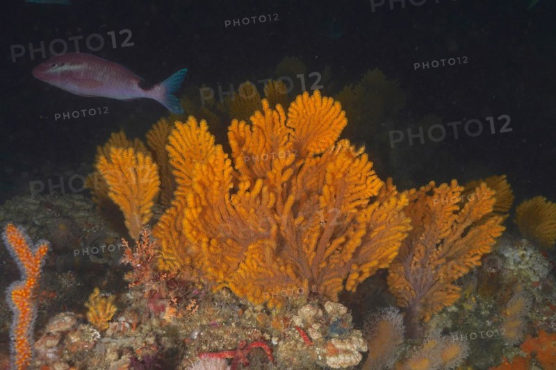 Plamate sea fans