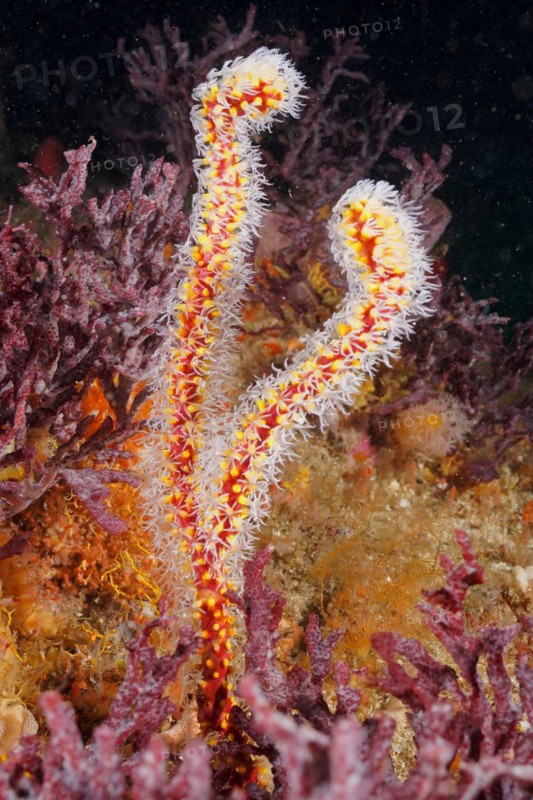 Warty gorgonian
