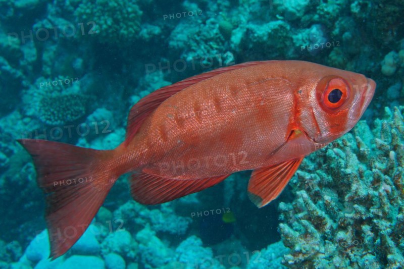 Common bigeye