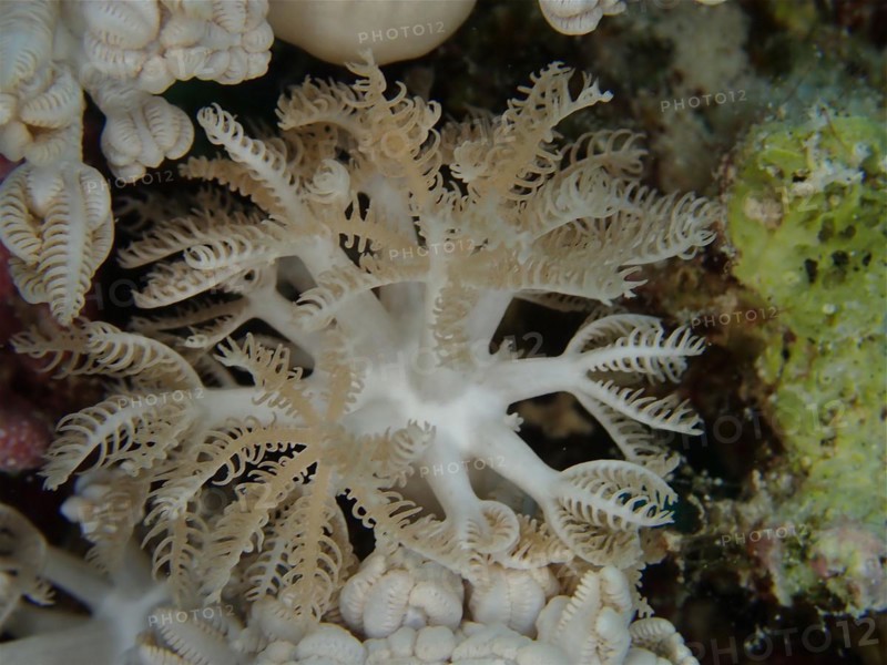 Giant anthelia