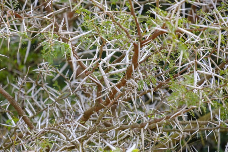 South African Acacia