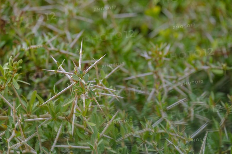 South African Acacia