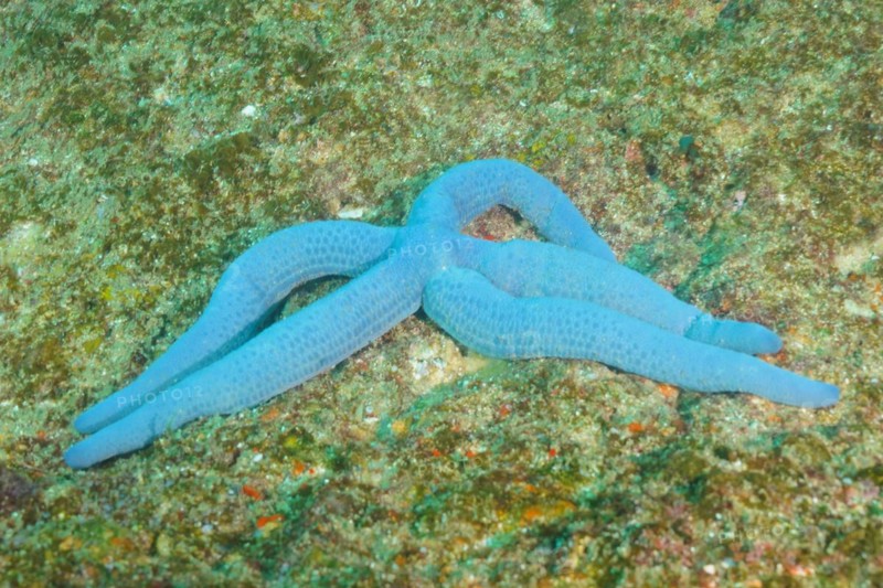 Blue linckia