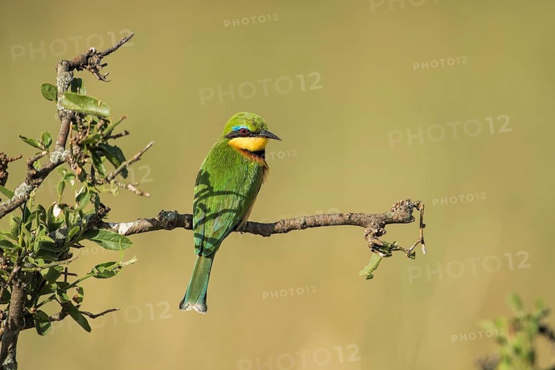 Little bee-eater