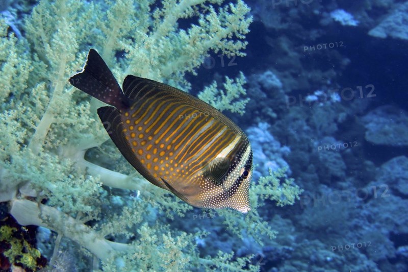 Indian desjardin's sailfin tang