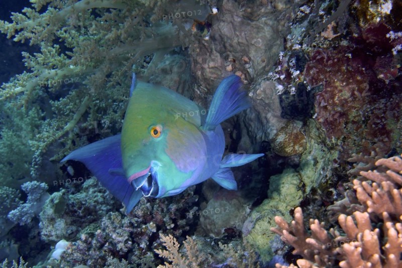 Rusty parrotfish