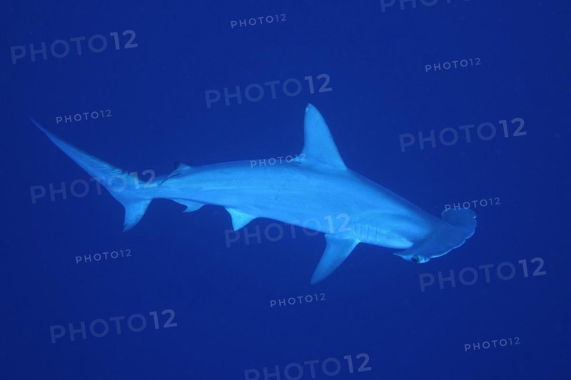 Scalloped hammerhead