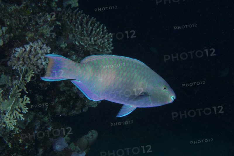 Side spot parrotfish