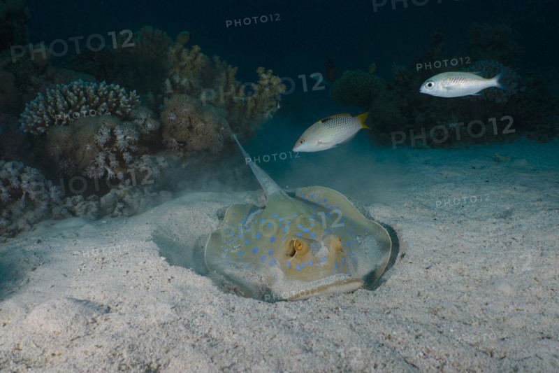Bluespotted ribbontail ray