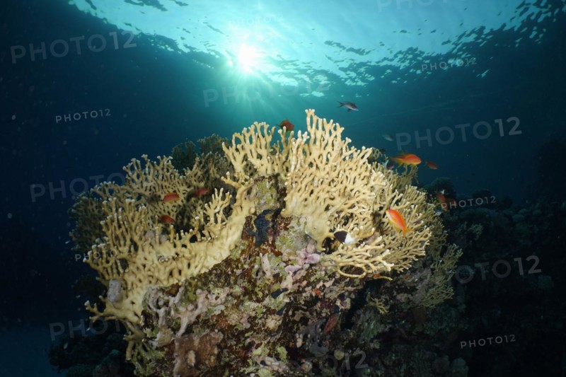 Net fire coral