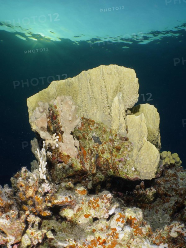 Blade firel coral