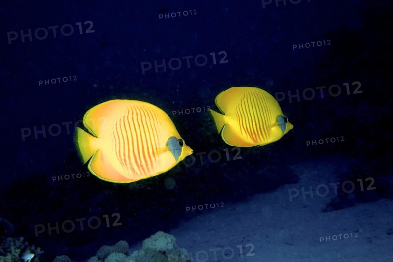 A pair of bluecheek butterflyfish