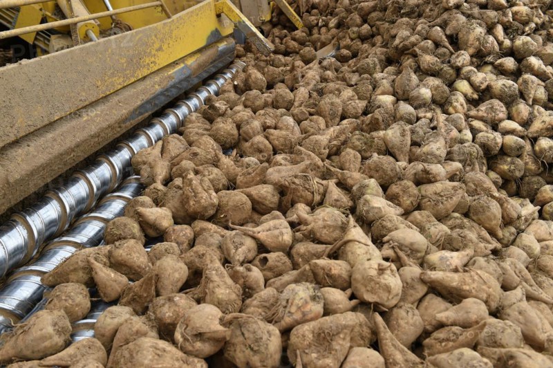 Beet cleaning loader picks up