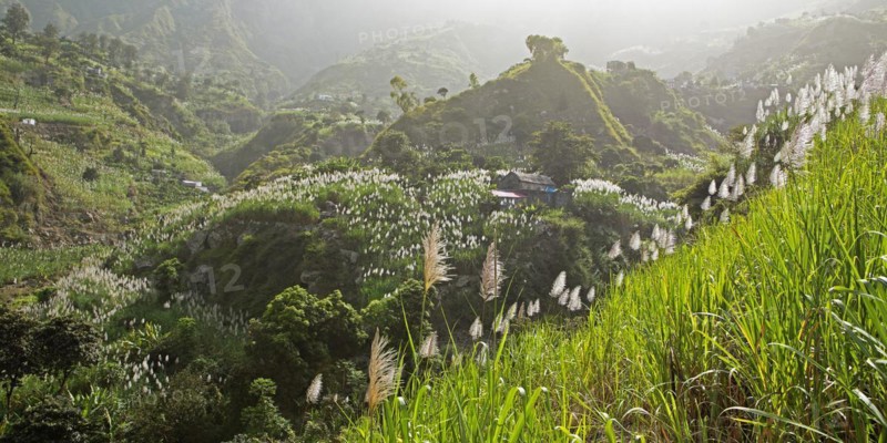 Sugar cane blossom in the Paul Valley