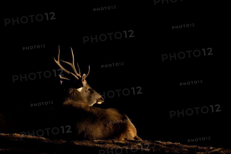 Sambar deer stag sitting in a ray of sunlight with a dark background in Ranthambore national park