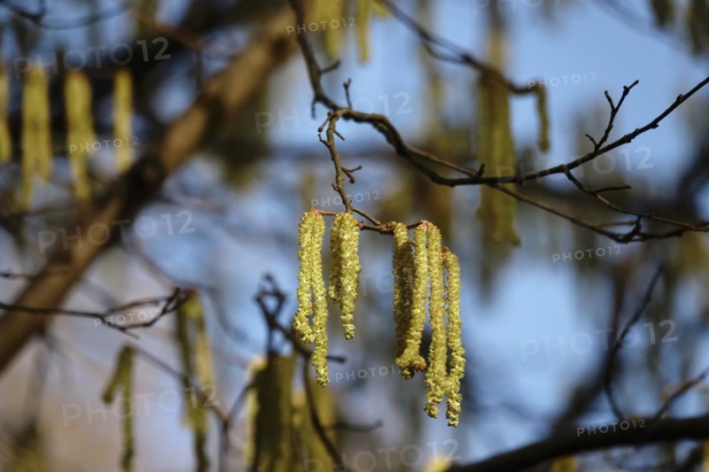 Hazelnut pollen