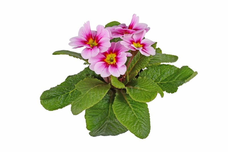 Pink and yellow primrose