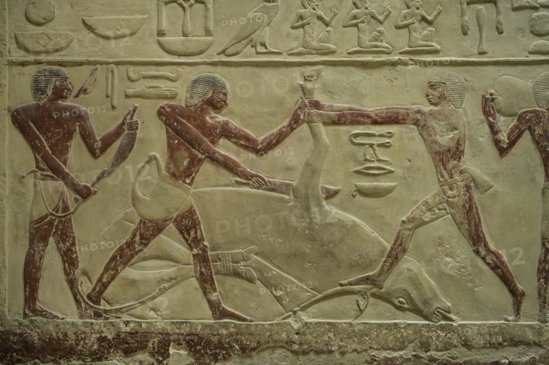 Men slaughtering a cow