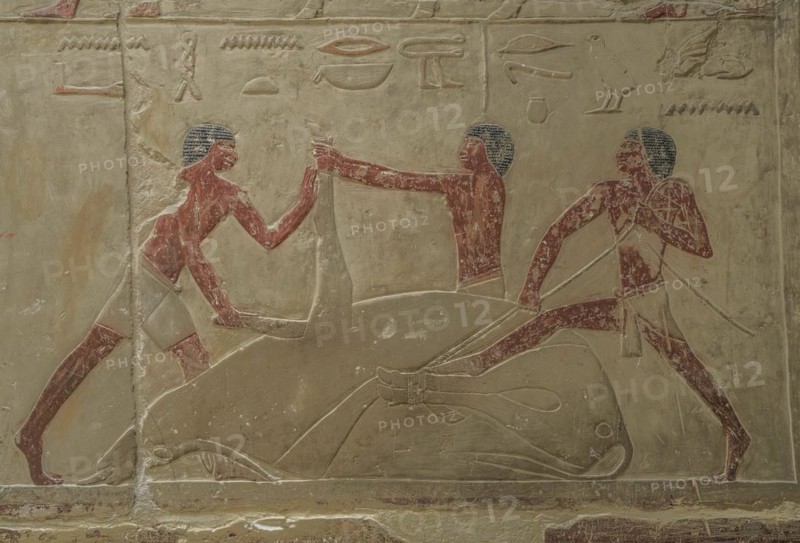 Men slaughtering a cow