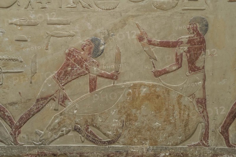 Men slaughtering a cow