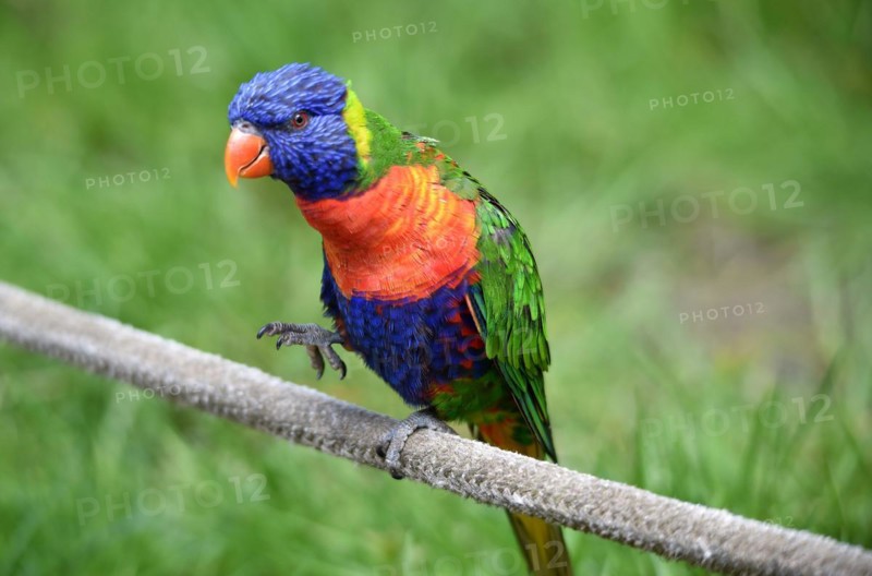 Coconut lorikeet