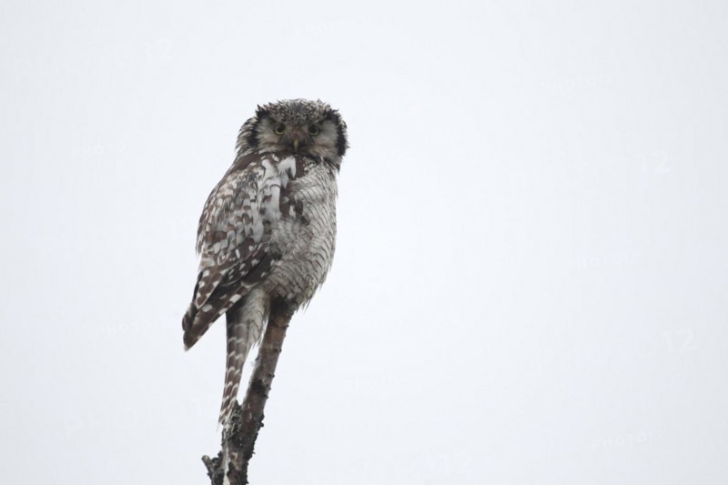Northern hawk owl