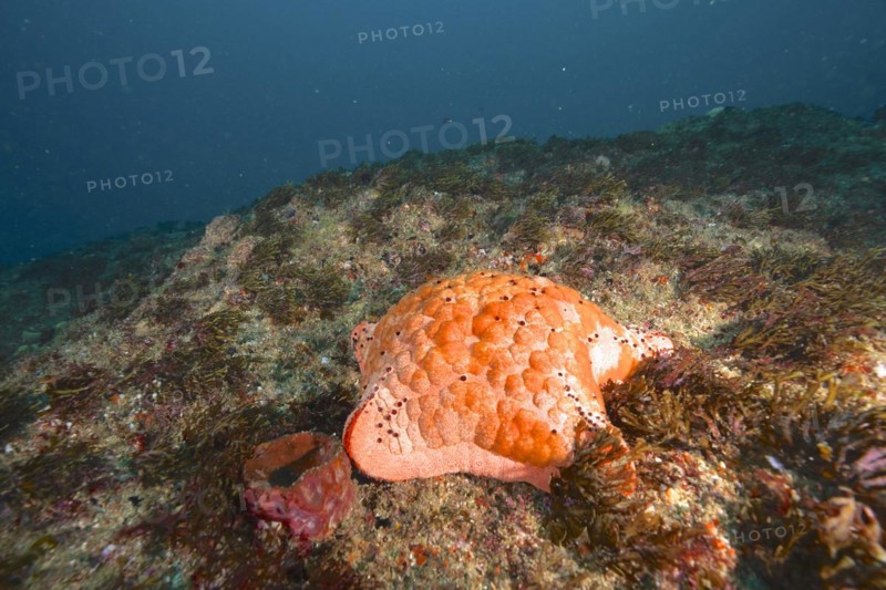 Spiked spiny cushion star