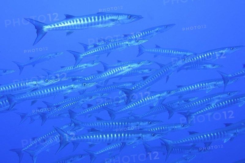 Group of blackfin barracuda