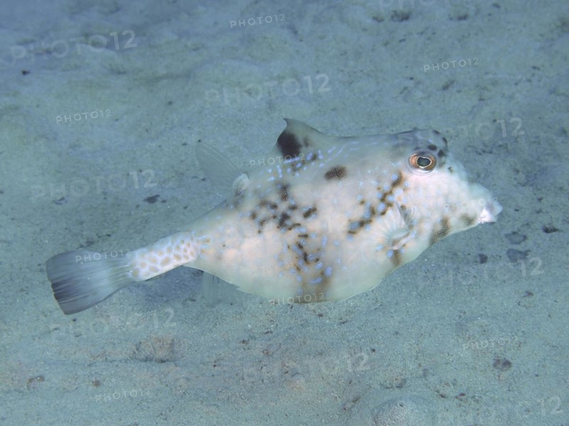 Pyramid Trunkfish