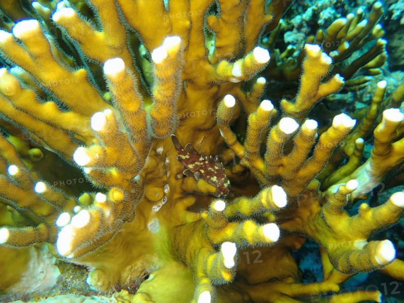 A yellow-spotted dragonhead