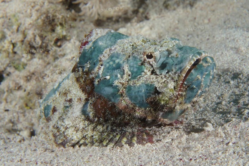 A false stonefish