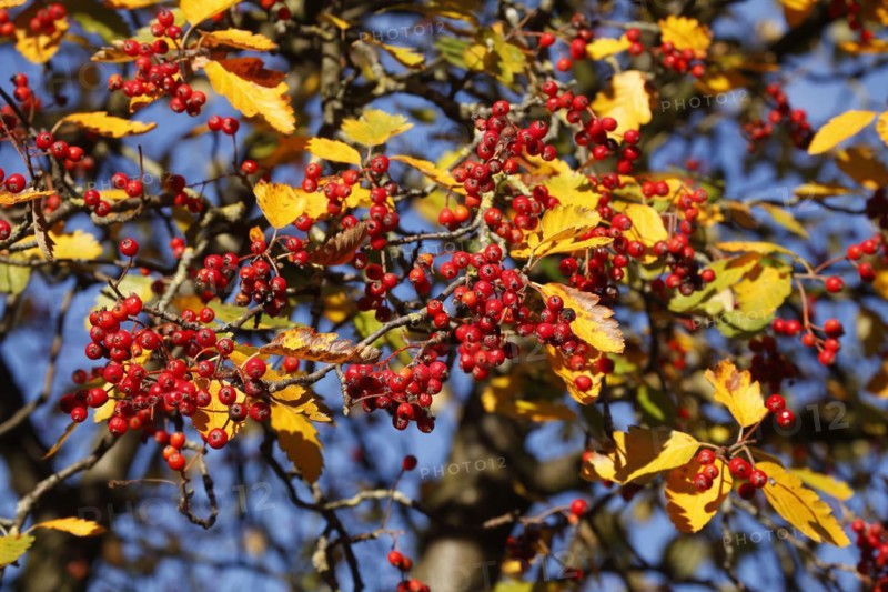 European rowan