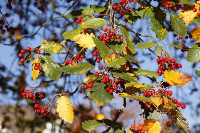European rowan