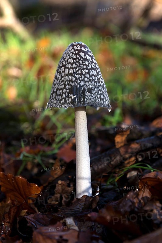 Coprinopsis picacea