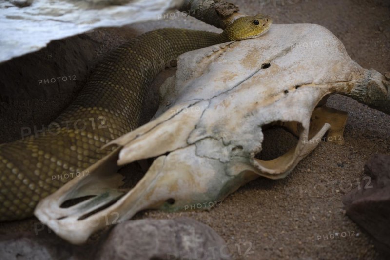 Venomous mexican west coast rattlesnake